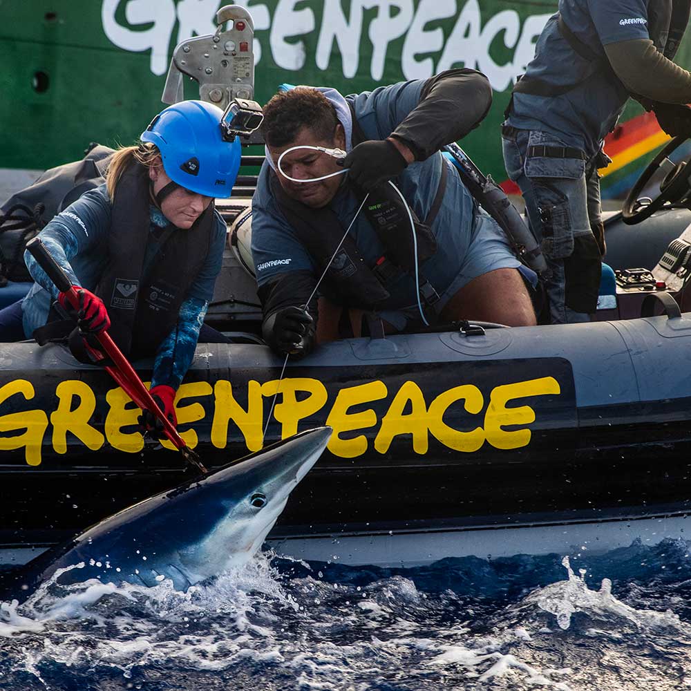 Shark-Bycatch-GP0SU5O2K-2 Shark-Bycatch-GP0SU5O2K-2